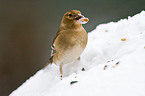 common chaffinch