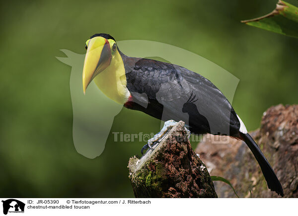 chestnut-mandibled toucan / JR-05390