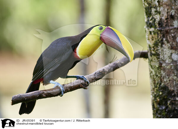 chestnut-mandibled toucan / JR-05391