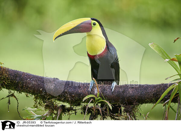 chestnut-mandibled toucan / JR-05393