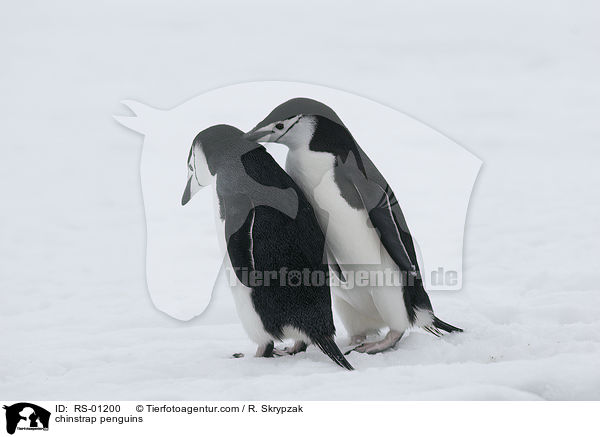 chinstrap penguins / RS-01200