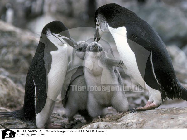 chinstrap penguins / FLPA-02781