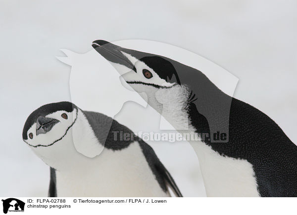 chinstrap penguins / FLPA-02788