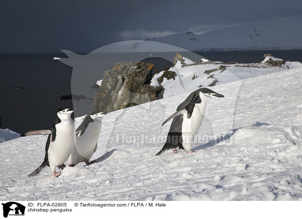 Zgelpinguine / chinstrap penguins / FLPA-02805