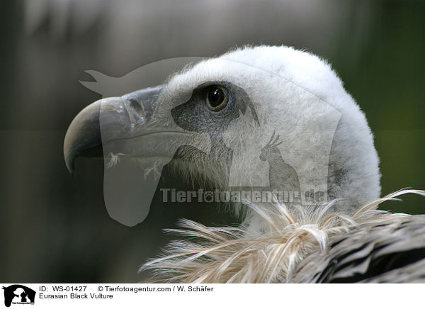 Mnchsgeier / Eurasian Black Vulture / WS-01427