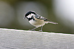 coal tit