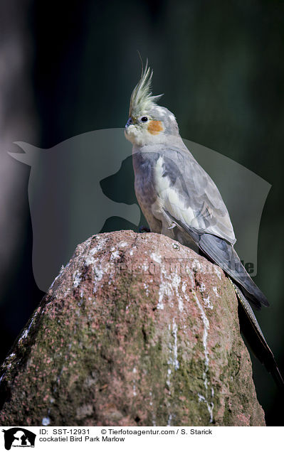 cockatiel Bird Park Marlow / SST-12931