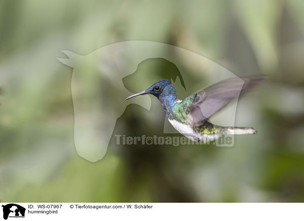 Kolibri / hummingbird / WS-07967