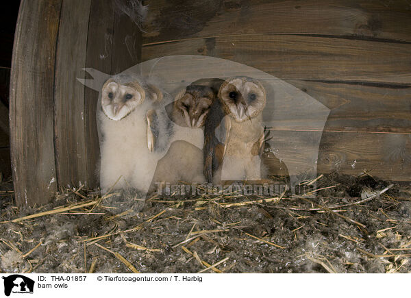 barn owls / THA-01857