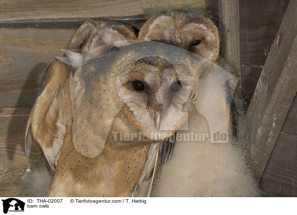 barn owls / THA-02007