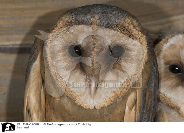 barn owl / THA-02008