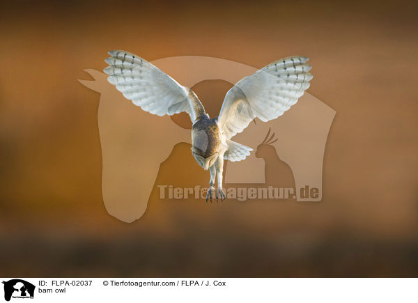 Schleiereule / barn owl / FLPA-02037