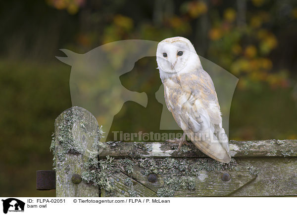 barn owl / FLPA-02051