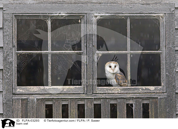 barn owl / FLPA-03293