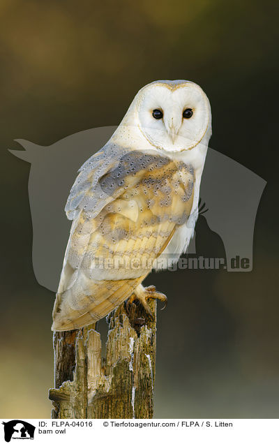 barn owl / FLPA-04016