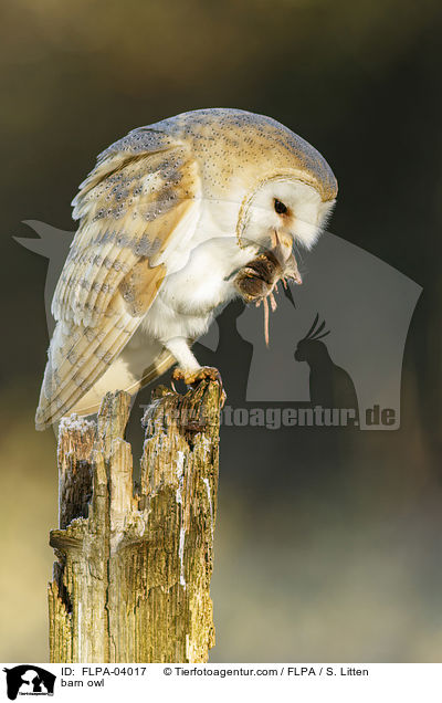 barn owl / FLPA-04017