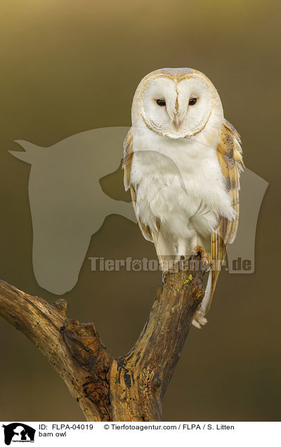 barn owl / FLPA-04019
