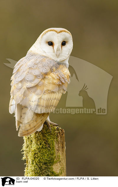 barn owl / FLPA-04020