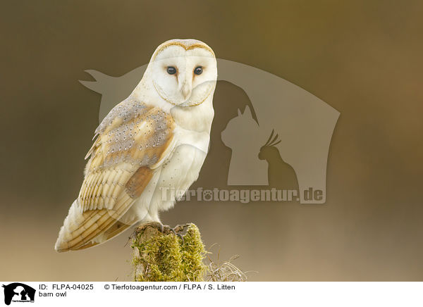 barn owl / FLPA-04025