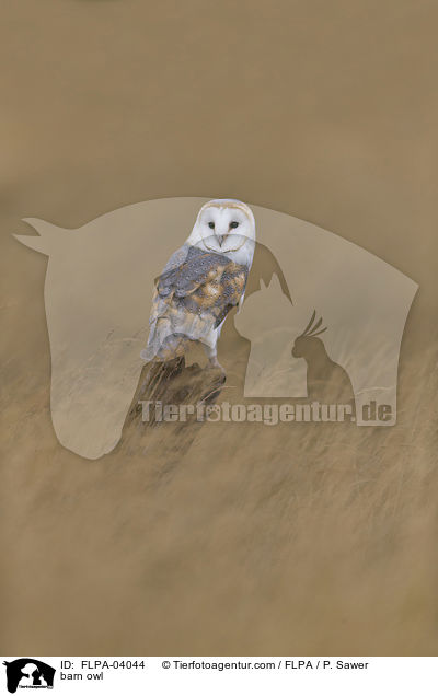 barn owl / FLPA-04044