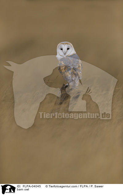 barn owl / FLPA-04045