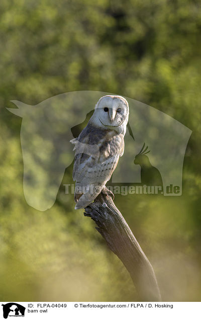 barn owl / FLPA-04049
