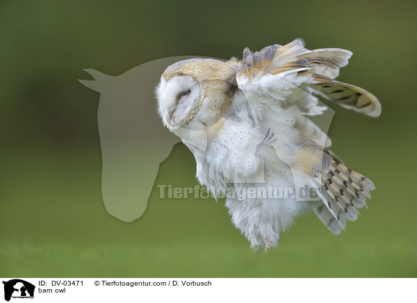 barn owl / DV-03471
