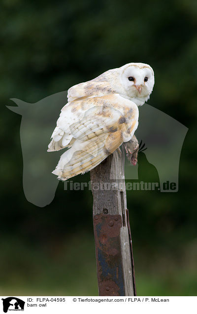 barn owl / FLPA-04595