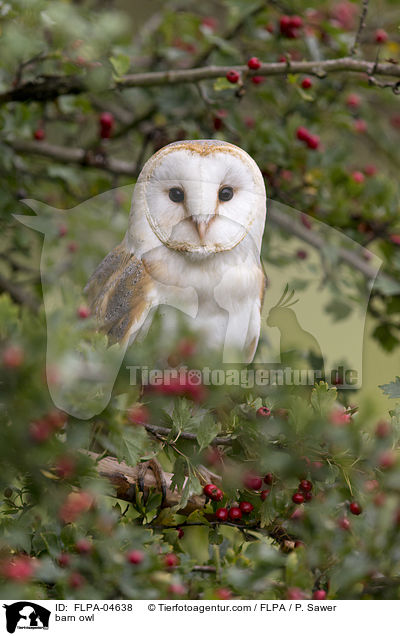 barn owl / FLPA-04638