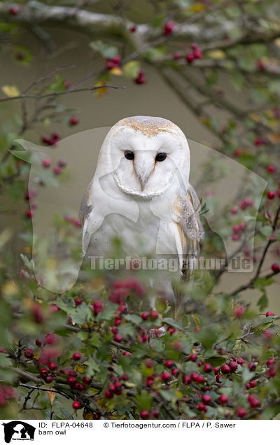 barn owl / FLPA-04648