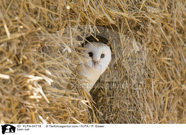 barn owl / FLPA-04718