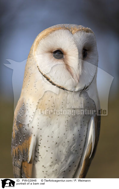 portrait of a barn owl / PW-02846