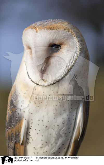 portrait of a barn owl / PW-02847