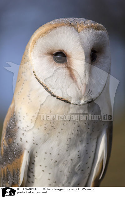portrait of a barn owl / PW-02848