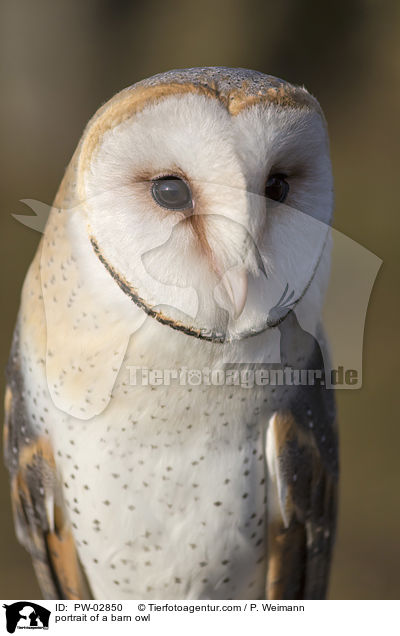 portrait of a barn owl / PW-02850