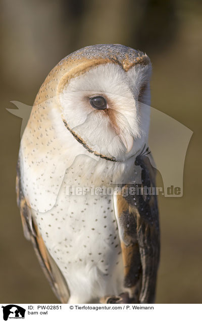 barn owl / PW-02851