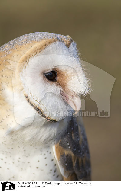 portrait of a barn owl / PW-02852