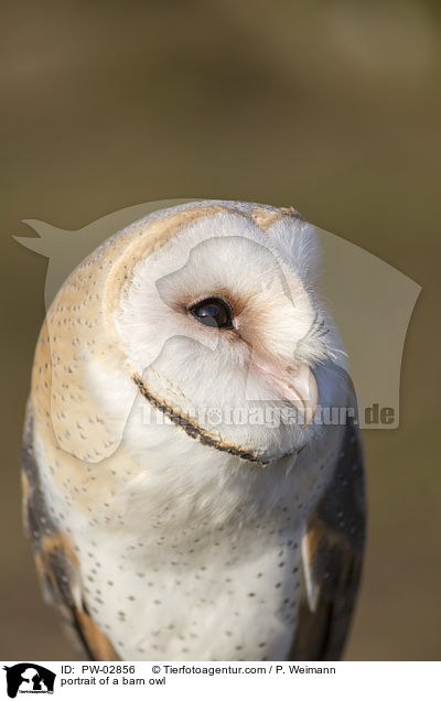 portrait of a barn owl / PW-02856