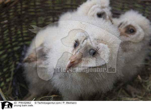 young barn owls / PW-02862