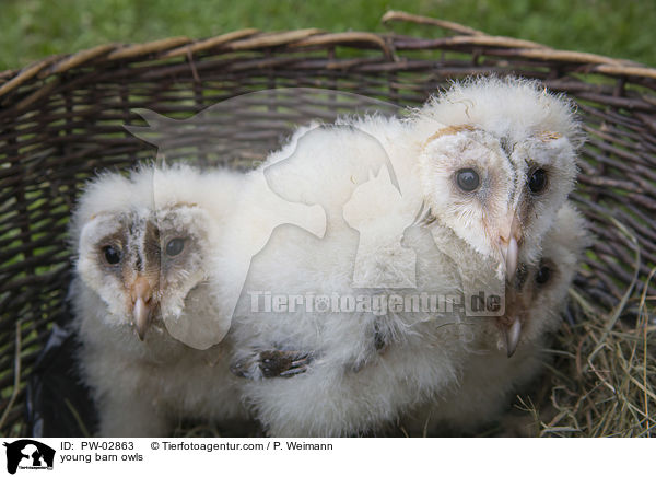 young barn owls / PW-02863