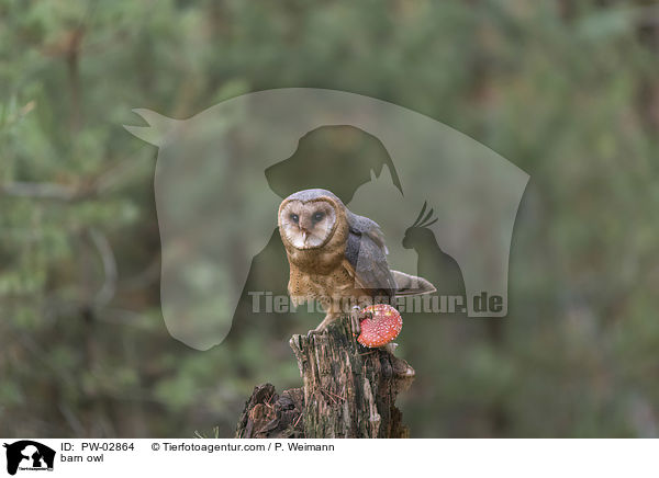 barn owl / PW-02864