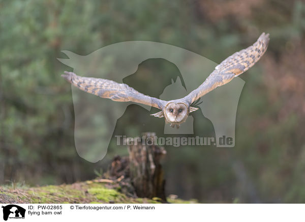 flying barn owl / PW-02865