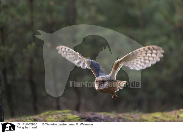 flying barn owl / PW-02866