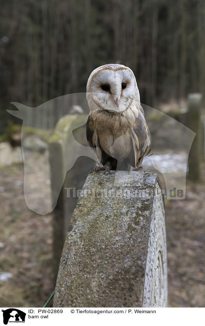 barn owl / PW-02869