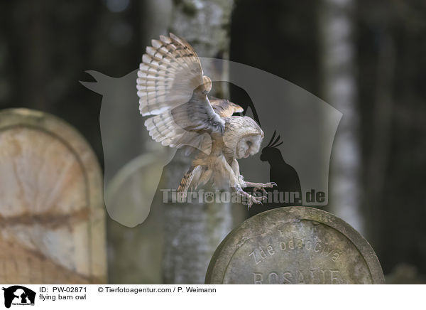 flying barn owl / PW-02871