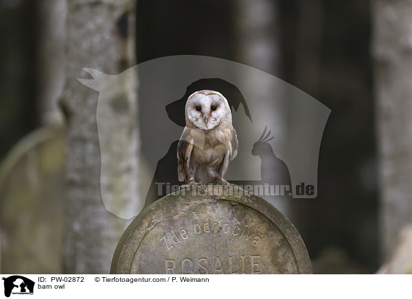 barn owl / PW-02872