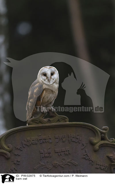 barn owl / PW-02875
