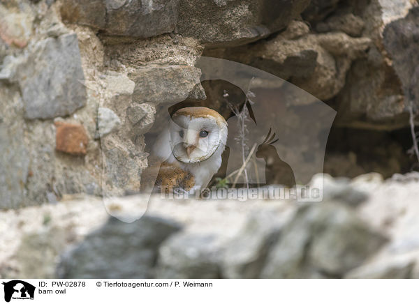 barn owl / PW-02878