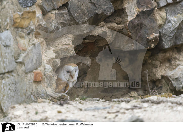 barn owl / PW-02880