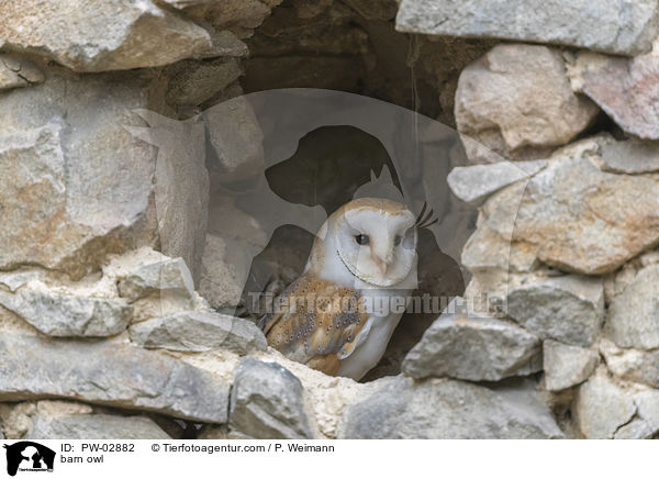 barn owl / PW-02882